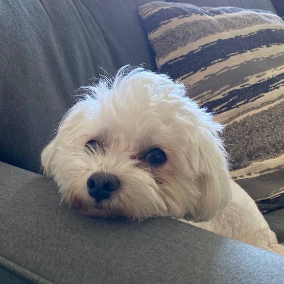 Meet your Posher, Michael - Picture 1 of 1